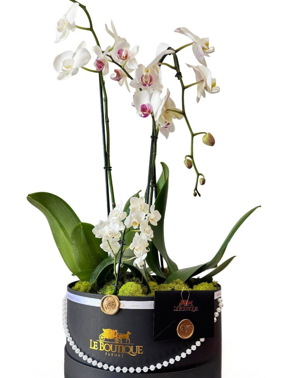 Orchid at the Box