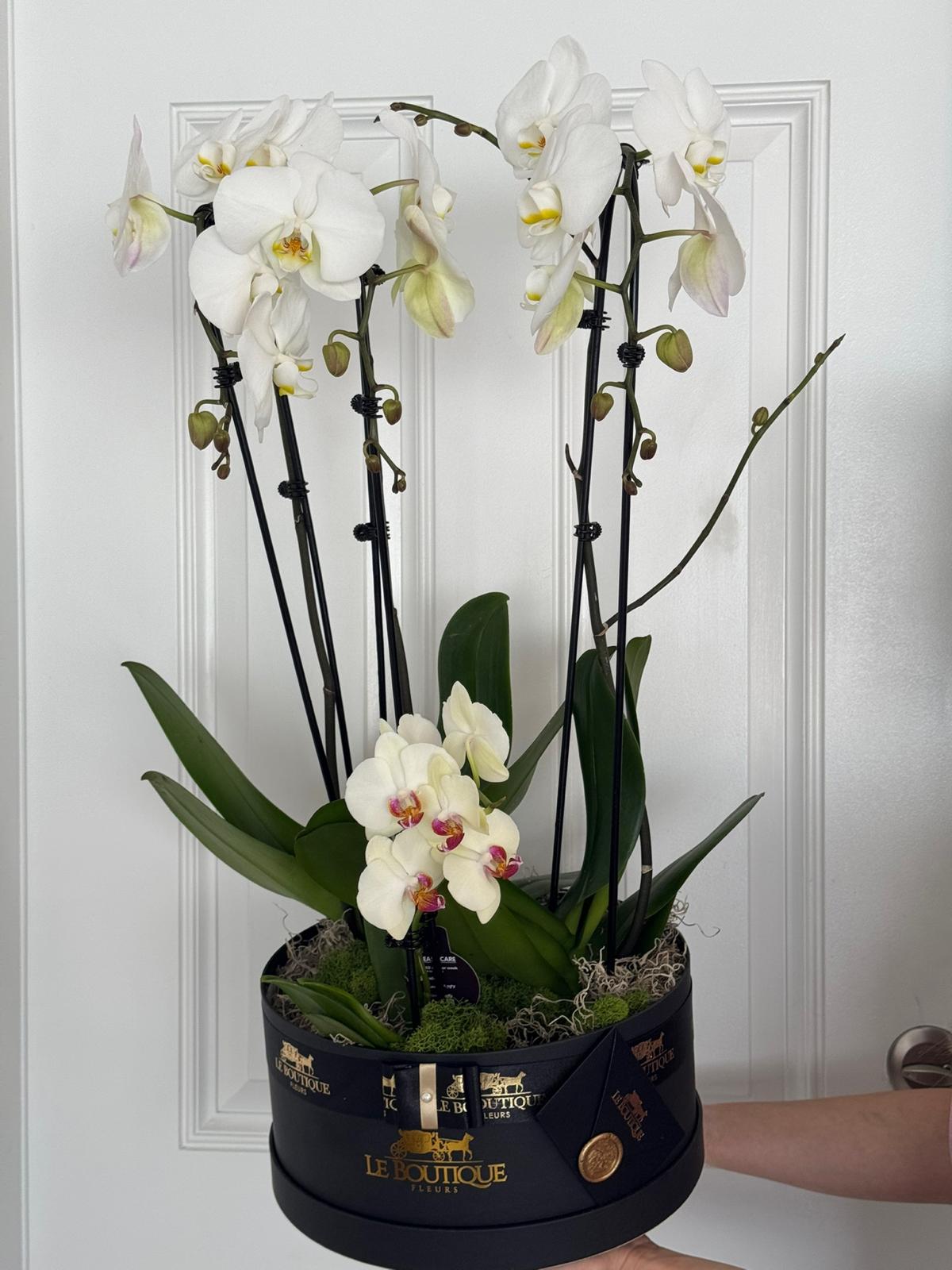 Orchid box