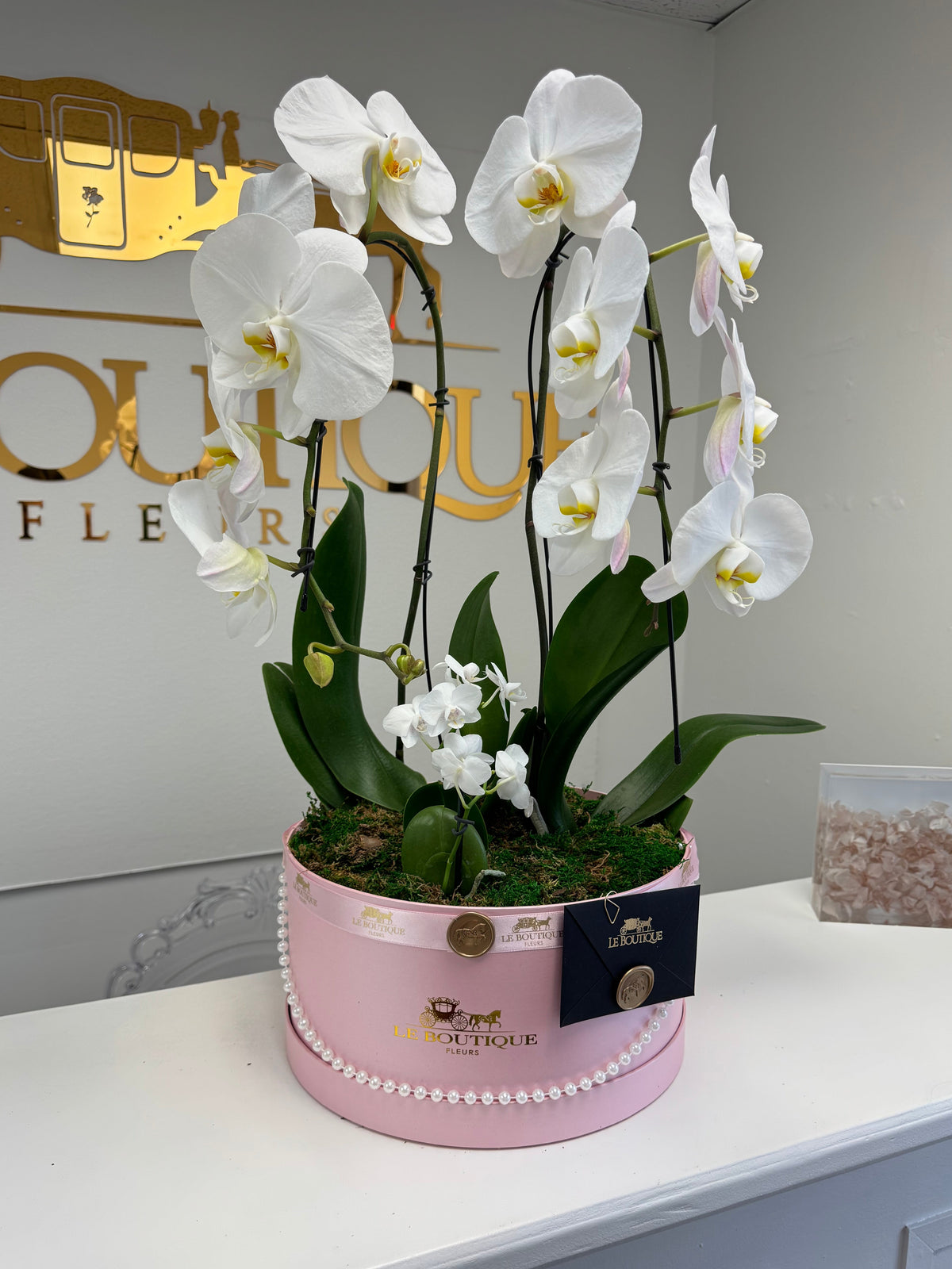 Orchid at the Box