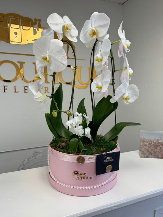 Orchid at the Box