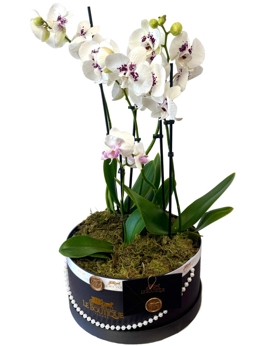 Orchid at the Box
