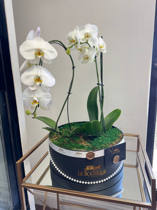 Orchid at the Box