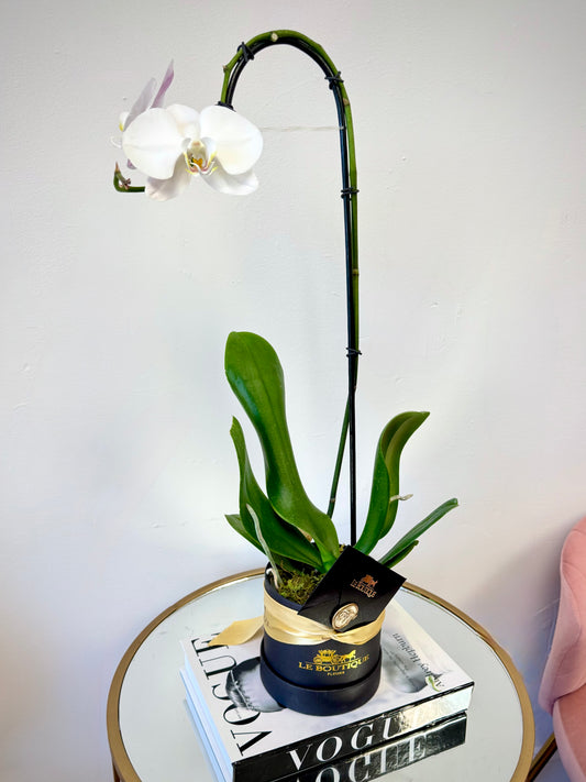 Orchid