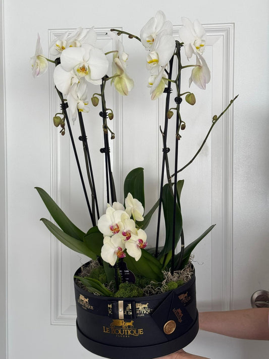Orchid box